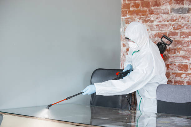 Best Crawl Space Mold Remediation in Hornell, NY