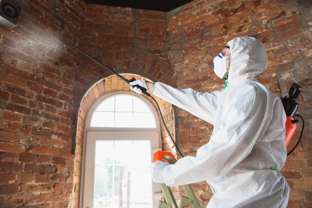 Best Forensic Mold Investigation in Hornell, NY